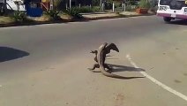 Combat de gros lézards dans la rue - Meilleurs que des catcheurs