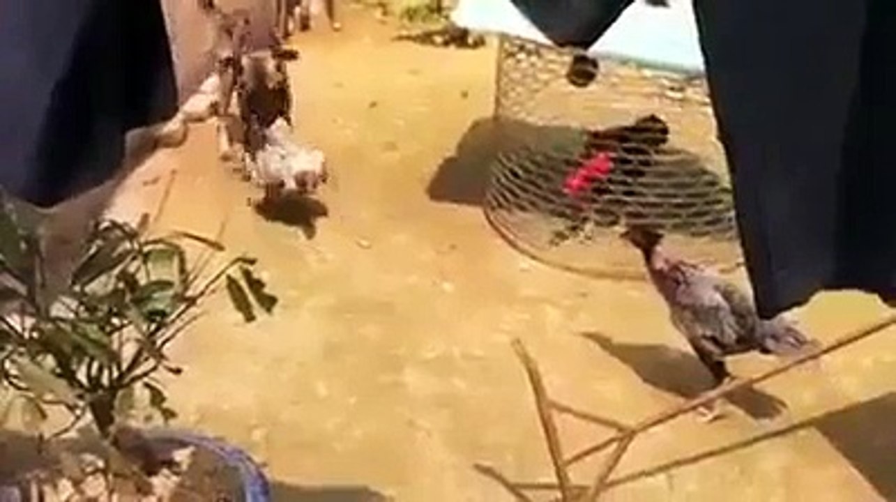 Un chien essaie de stopper une querelle entre poules