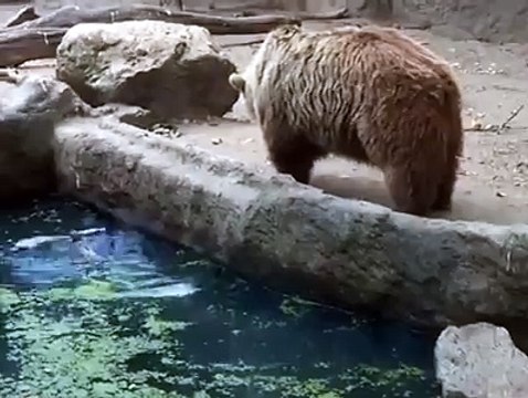 This is AMAZING video aik janwar ny kis tarah coway ki jaan bachai hy janwaron main b ehsas hota hy