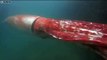 Incredibly rare giant squid spotted in Japanese boat harbour