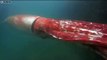 Incredibly rare giant squid spotted in Japanese boat harbour