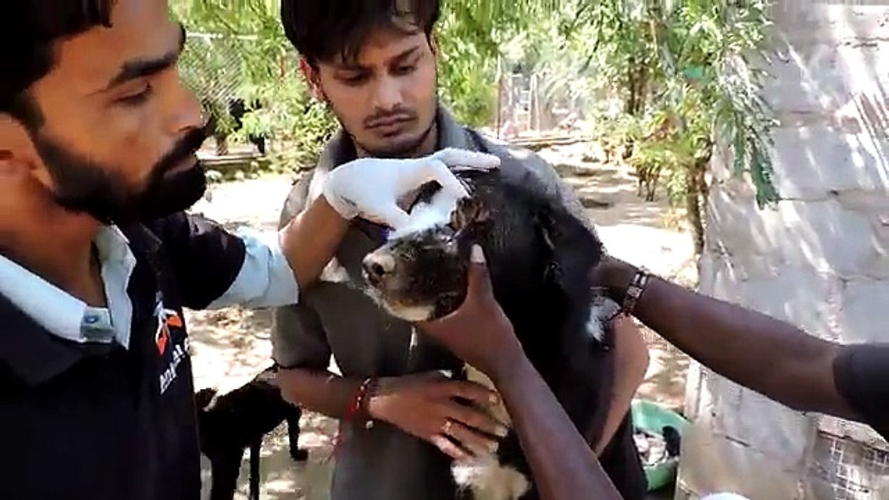 The dog who grew a new face – Kalu’s astounding recovery (graphic)