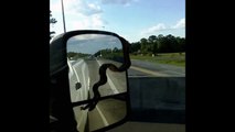 Rogue Snake Hitches A Ride on Car Mirror