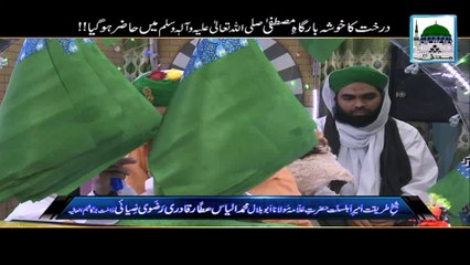 Darakht ka Khosha Bargah-e-Mustafa main Hazir Hogaya - Maulana Ilyas Qadri