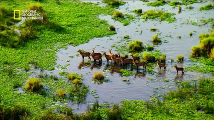 وثائقي Nat Geo _ سلسلة الحياة البرية في النيل -1_3- قلب الظلام - فيديو Dailymotion