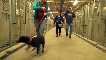 Un chien de refuge effrayé ne sait pas qu'il est sur le point d'avoir la meilleure journée de SA VIE!