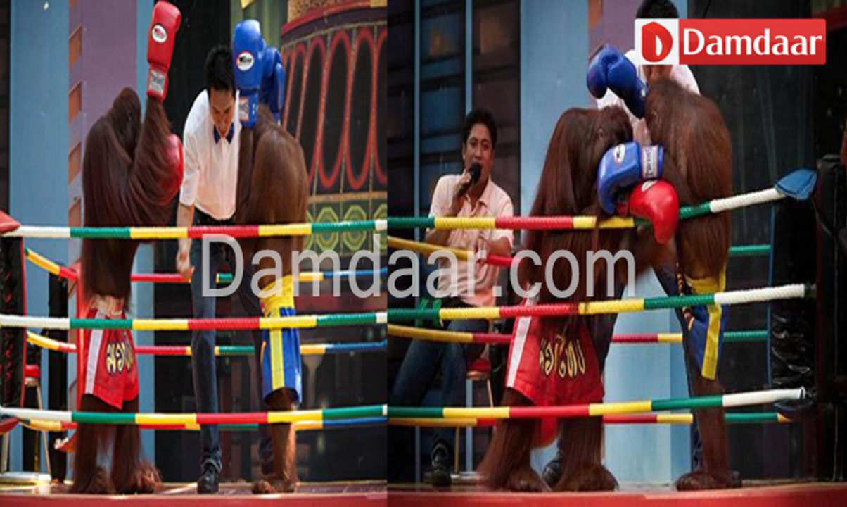 monkey kickboxing & funny show, bangkok, thailand