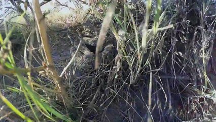 GoPro falls into pit of Rattlesnakes