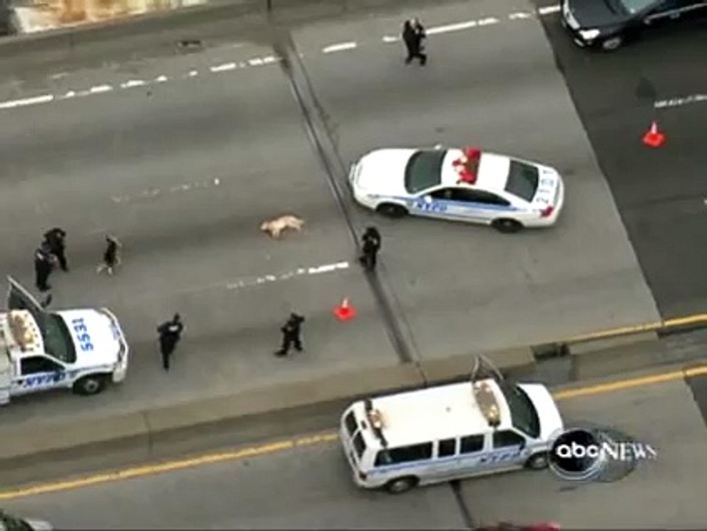 ⁣Amazing dog video - dog saves a friend dog on highway -