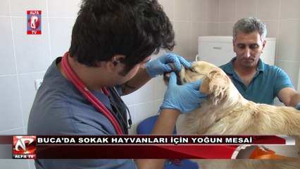 Buca’da Sokak Hayvanları İçin Yoğun Mesai