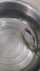 Frozen fish 'comes back to life' after being defrosted