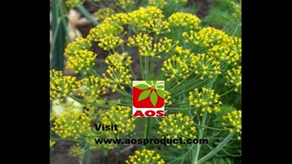 Essential  Dill Oil Manufacturers India | Happy Republic Day 2016