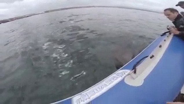 Köpek balığının şişme bota saldırma anı!