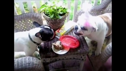 ☺ AFV Part 160 - (Funny Clips Fail Montage Compilation) - OrangeCabinet