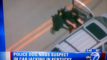 Police Dog takes a BITE out of Carjacking Mans Leg in Kentucky -