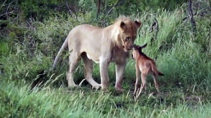 Lion defends calf's life from another lion