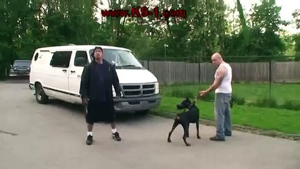 Doberman Attack Training (K9-1.com) -