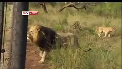 This is Shocking! The Most Amazing Thing You'll Ever Watch! -