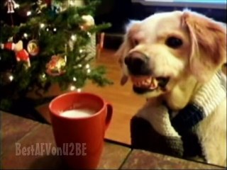 ☺ AFV Part 162 - (Funny Clips Fail Montage Compilation) - OrangeCabinet