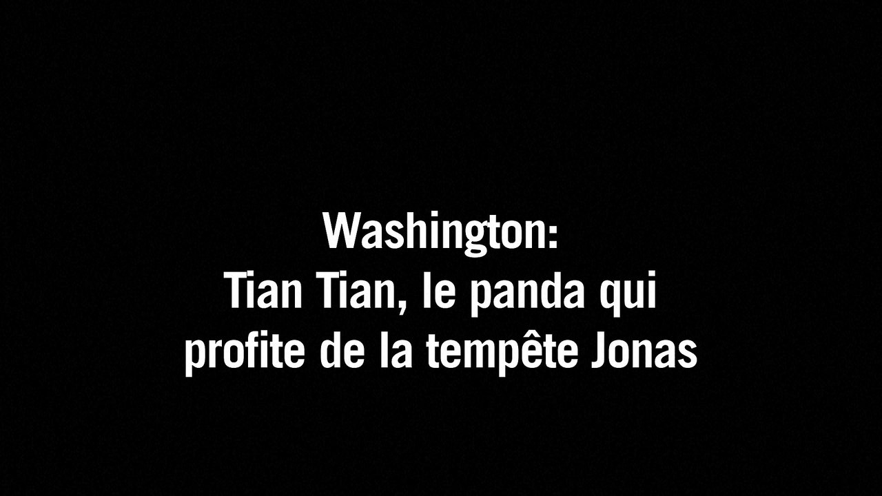 Washington: Tian Tian, le panda qui profite de la tempête Jonas