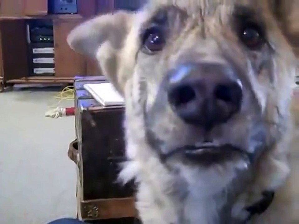 Talking dog! Huh ha  talking! You believe it! talking animal