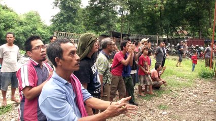 Indonésie: des concours de chants d'oiseaux menacent des espèces