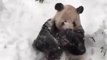 Yıllar Sonra İlk Defa Kar Gören Panda
