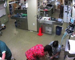 Un chien refuse une piqûre chez le vétérinaire
