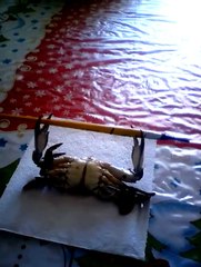 Un crabe fait de la musculation