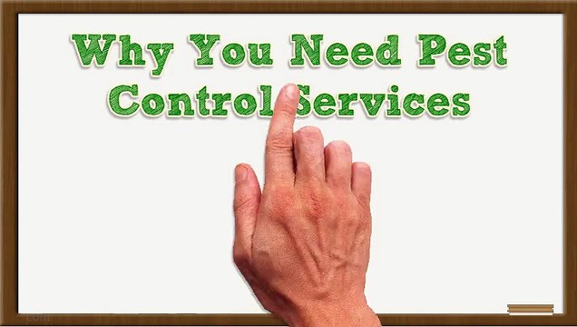 Pest Control Services That Can Help You Today