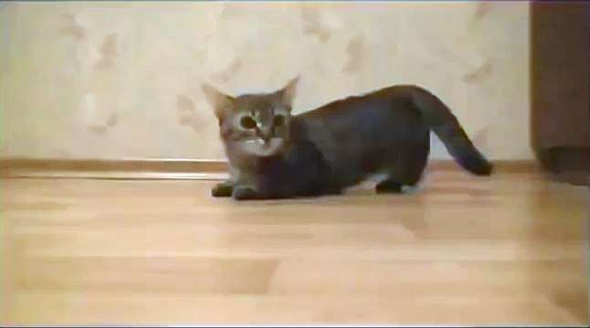 Смотрела 5 раз. Ну, очень смешно )))