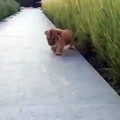 Рев будущего царя зверей!