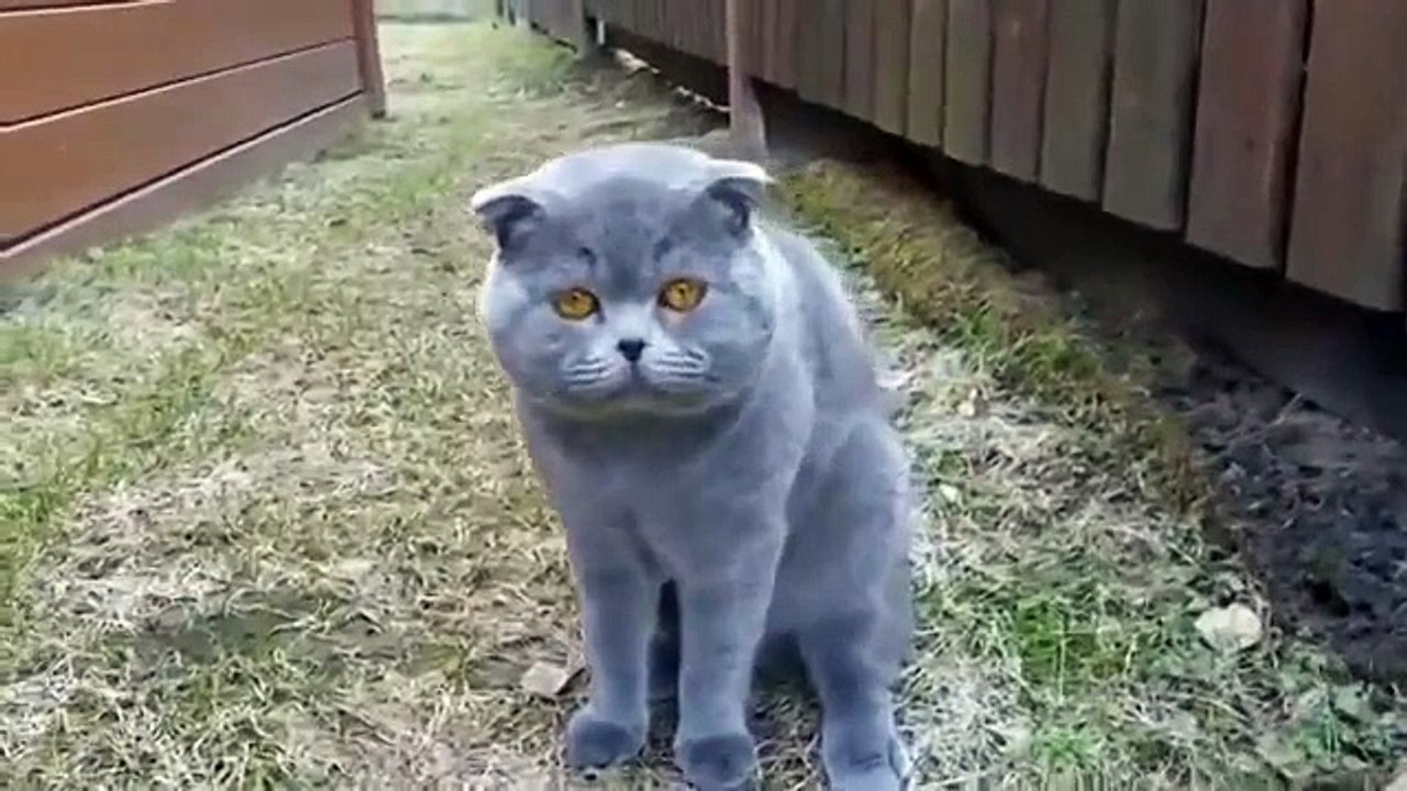 Кот ругается на хозяйку