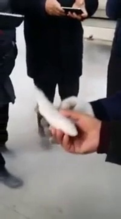 Frozen Fish Comes Back to Life!