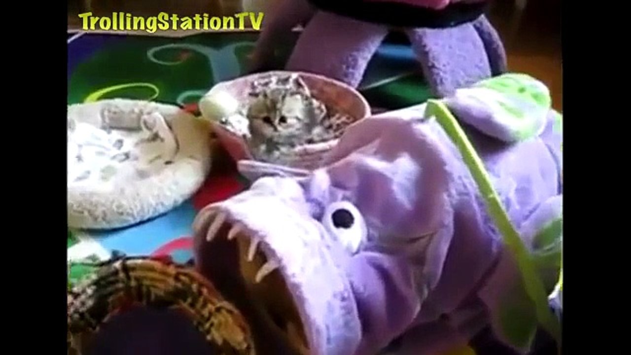 Best Funny Cats Compilation NEW 2014 Try Not To Laugh