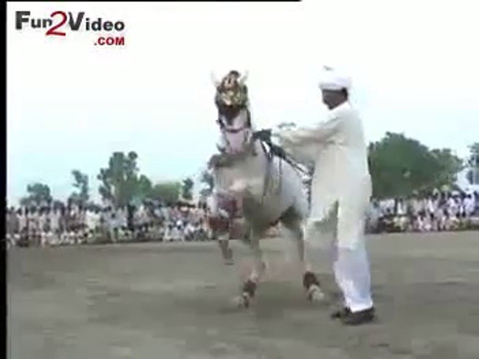 horse dance