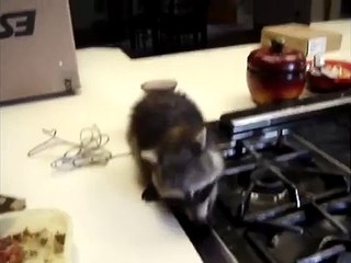Raccoon Caramel Funny Pet at home