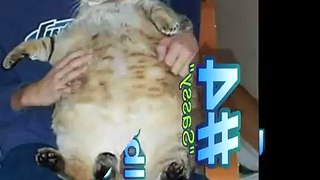 World s Fattest Cats Top 5
