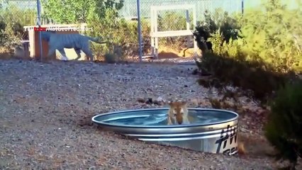 American Tiger  (National Geographic) / HD