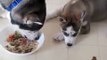Husky The Master Thief    Funny animals stealing stuff   Cute animal compilation