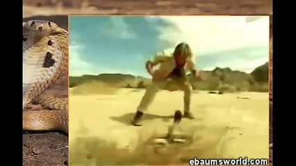 Cobra Snake Bites Photography!! Cobra attack man..