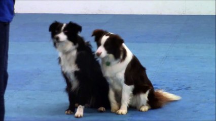 Gypsy and Prim Kiss_ Hug_ Love_ No_ Yes Tricks