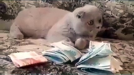 paisy to sub ko piyary hoty hain