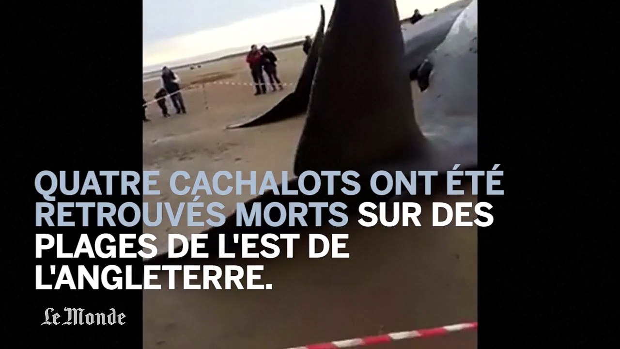 Des cachalots s'échouent sur des plages anglaises