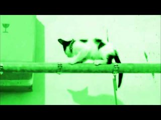 Molto più di un gatto: GIUGGIOLA