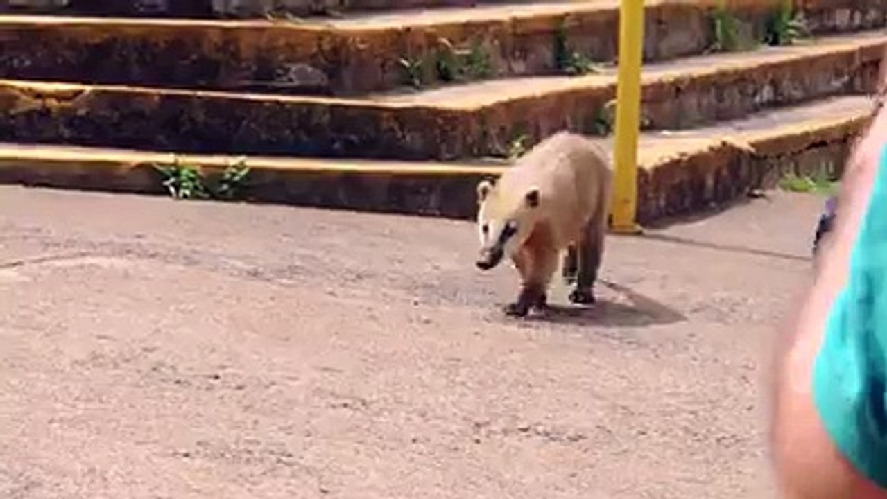 hayvanlar aleminin en hırsız hayvanları