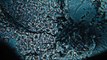 Maze Runner The Scorch Trials  Official Trailer 2 [HD]  20th Century FOX