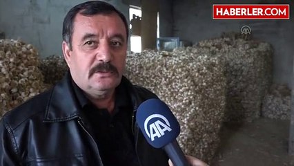 Sarımsak Fiyatları Üreticiyi Güldürdü Tüketiciyi Üzdü