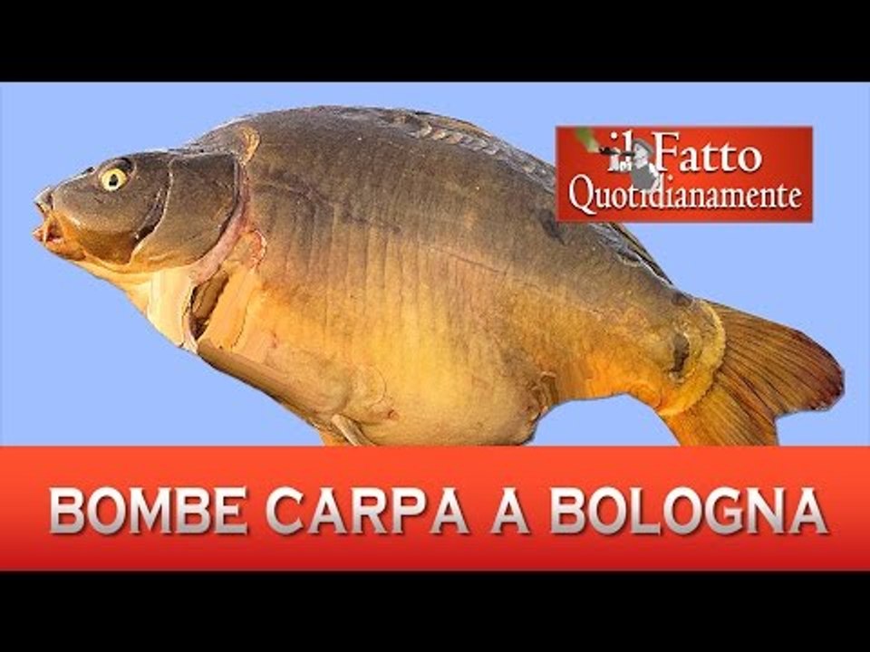 Bombe carpa contro Salvini a Bologna | PARODIA