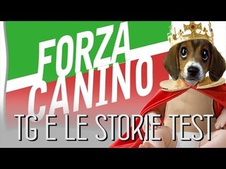 Forza canino! Tg e le Storie Test (parodia Tapparella EELST)